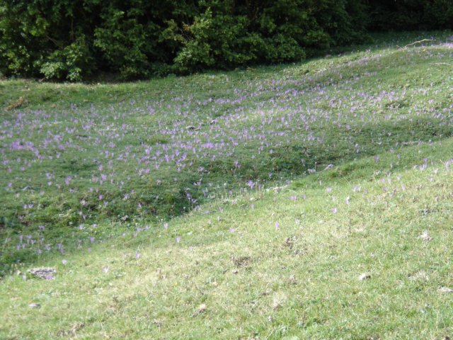 lavanda.jpg