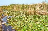 El Marjal
